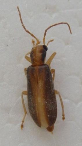 Oxycopis sp.